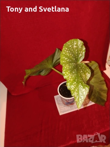 Бегонии Тамая, млади добре вкоренени растения , снимка 7 - Стайни растения - 54059283