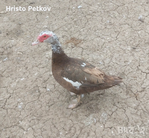 Продавам неми Патици и Патори , снимка 3 - Патици и гъски - 54097625