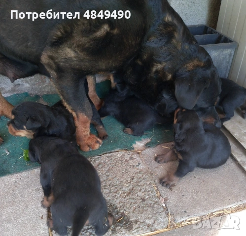 Ротвайлерчета.Родени 10.05.  , снимка 4 - Ротвайлер - 54807152