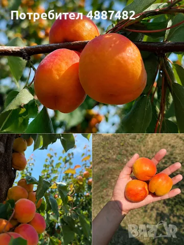 🍑 Кайсии за ракия!