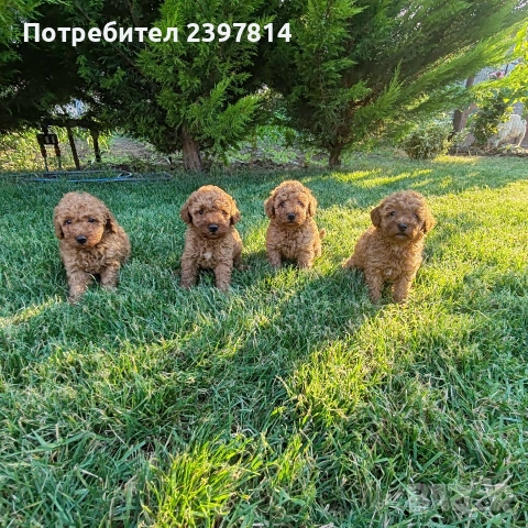 Пудел  Той/Мини, снимка 12 - Пудели - 55138246