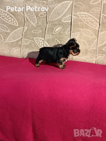 Йоркширски териер мини , снимка 6 - Йоркширски териер - 53883069