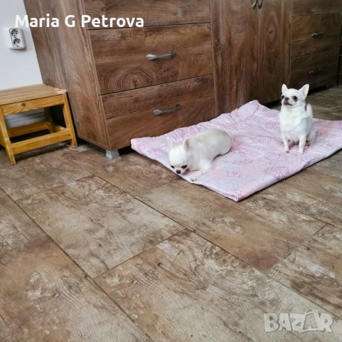 Мъжко чихуа, снимка 5 - Чихуахуа - 54809285