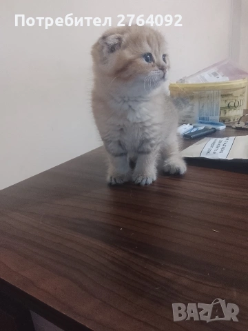 продавам шотландски клепоухи котета мъжки, снимка 13 - Чинчили - 55268890