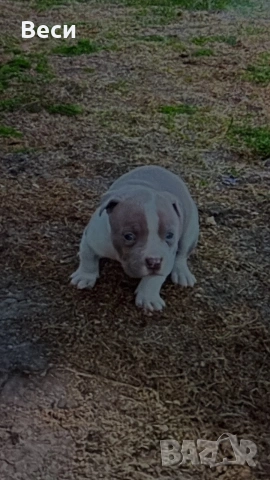 Американски булита стандарт , снимка 3 - Американски стафордширски териер - 53759227