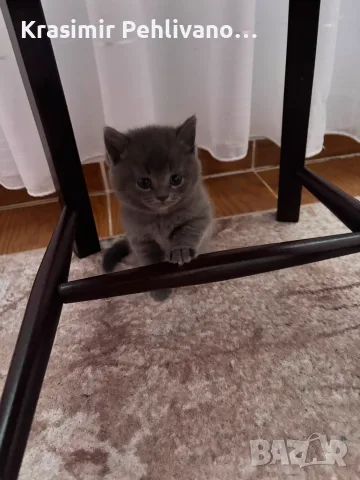 Британски сиви котенца , снимка 3 - Британска късокосместа - 55364757