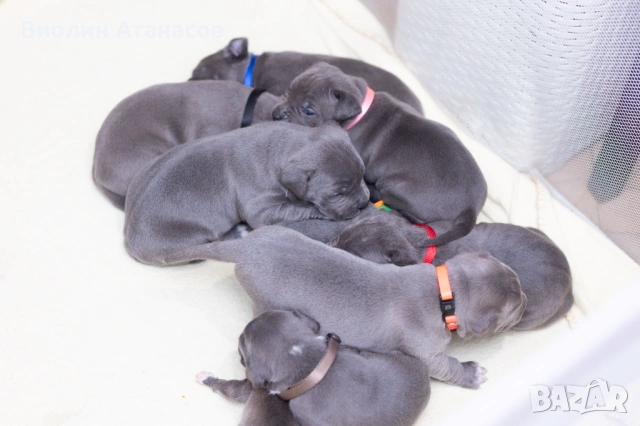 Продават се кученца Питбул Bluenose, снимка 10 - Питбул - 54348441