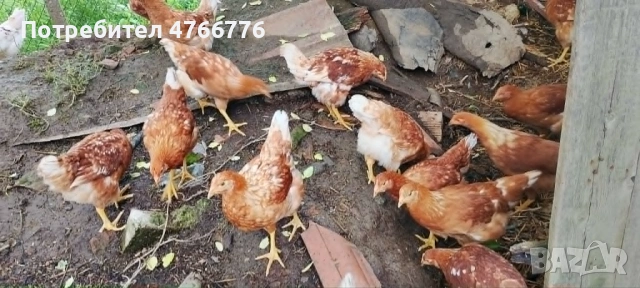 продавам пилета ярки, снимка 2 - Кокошки и пуйки - 54753901