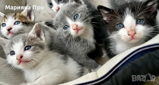 Подарявам малки котенца на  1 месец, снимка 7 - Други - 54511467