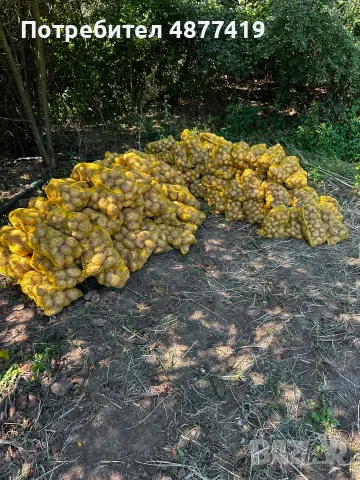 Предлагам пресни картофи сорт - Сорая