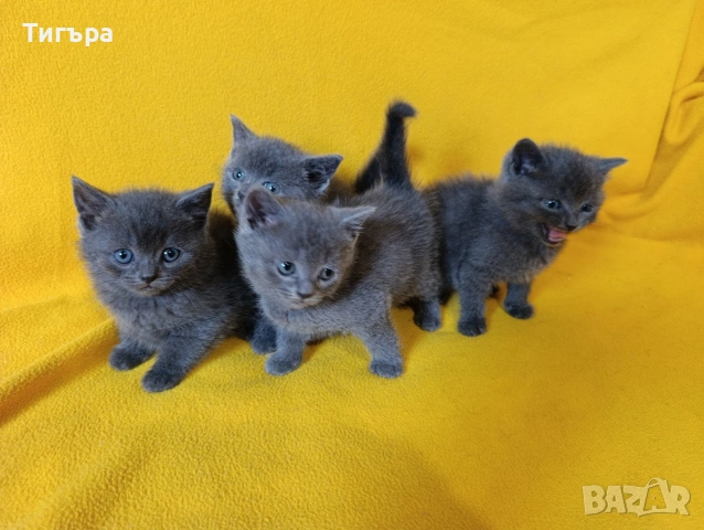 Котета - порода Руска синя котка !, снимка 4 - Руска синя котка - 54482650