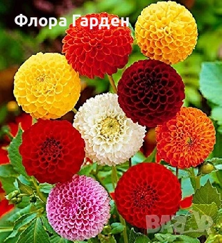 БЕГОНИЯ и ДАЛИЯ - Грудки - 20 % от посочените цени, снимка 2 - Сортови семена и луковици - 49235759