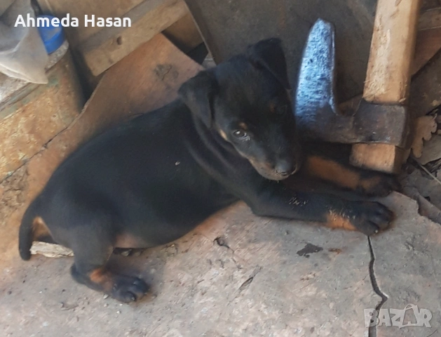 Куче ягдтериер