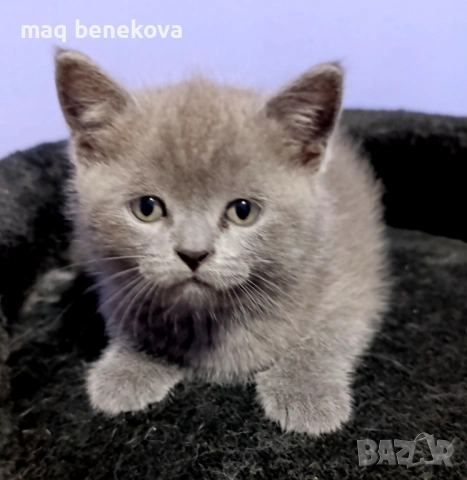 Прекрасни момичета шотландска клепоуха и правоуха!!!, снимка 2 - Британска късокосместа - 54061138