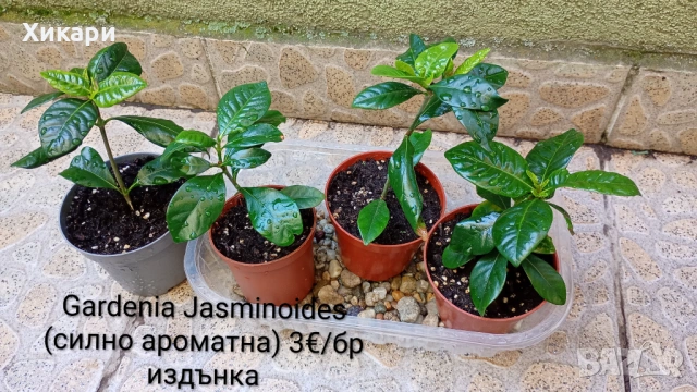 Гардения Gardenia Jasminoides