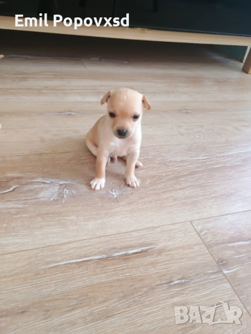 Сърнист Пинчер, снимка 8 - Пинчер - 54335405