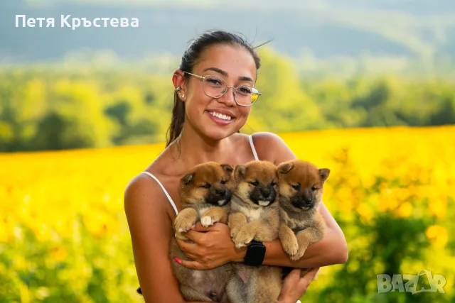 Шиба ину бебета