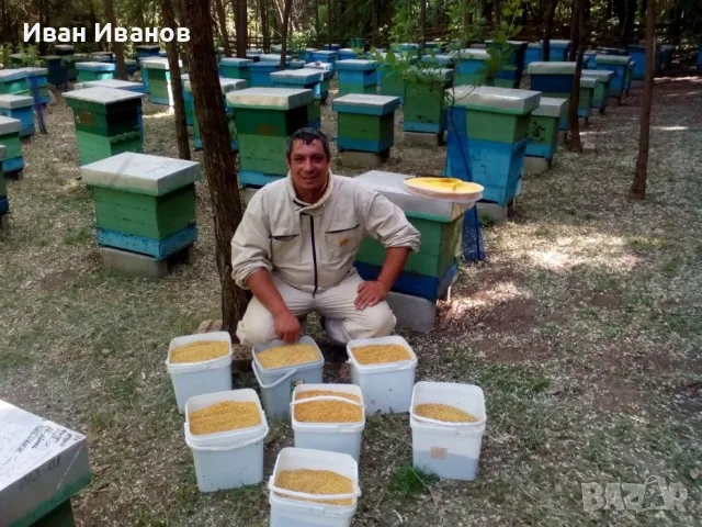 Цветен Прашец / Пчелен прашец15€/кг реколта 2026г, снимка 13 - Пчелни продукти - 55336856