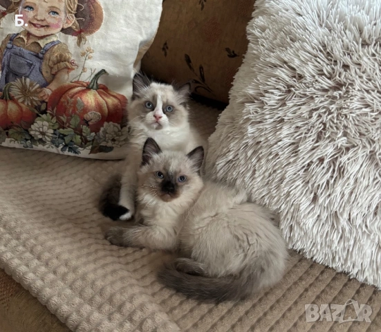 Готови за нов Дом, снимка 4 - Сибирски - 54077666