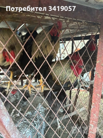 Продавам петели 