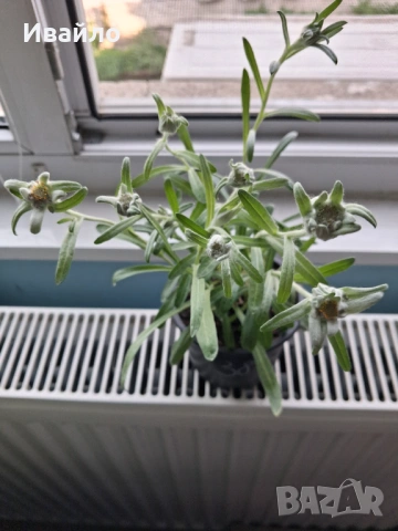 Leontopodium alpinum - Еделвайс с цвят