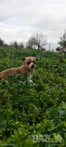 Чихуахуа,женско ,обезпаразитено вътрешно и външно 
