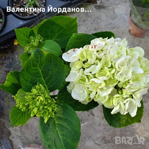 хортензия , снимка 5 - Градински цветя и растения - 54333874