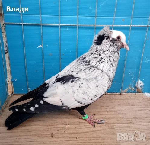 Звездни гълъби, снимка 2 - Гълъби - 54732352