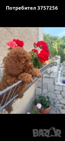 Той пудел , снимка 5 - Пудели - 54703234