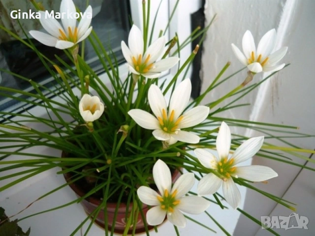 Луковици Бял зефирантес (дъждовна лилия)- 1,30 евро