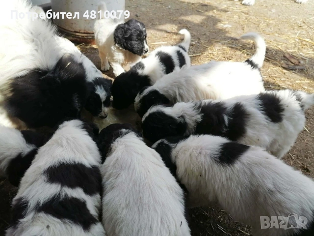 Каракачански овчарки, снимка 3 - Каракачанска овчарка - 54334444