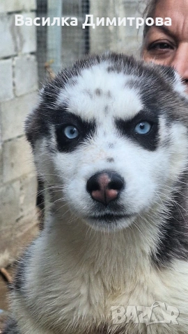 продавам сибирски хъскита и аляски маламут на 3 месеца , снимка 3 - Хъски - 54158603