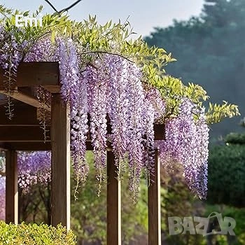 Глициния (вистерия)