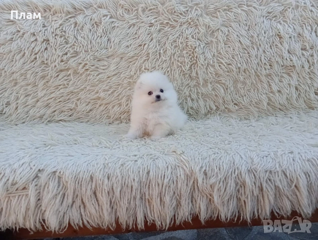 Померани.Реални снимки от 06.04.26 г. , снимка 7 - Померан - 54112151