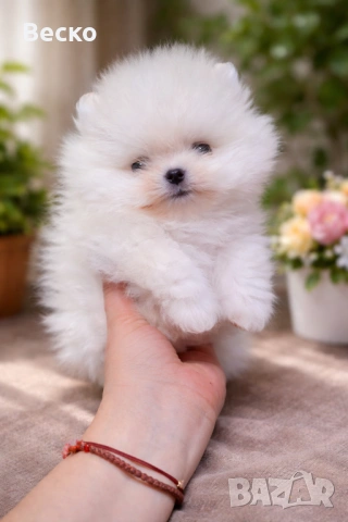 Померан мини мъжко 