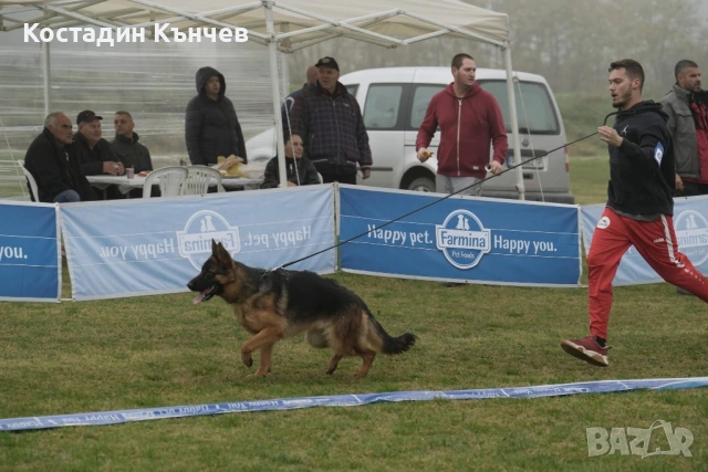 Немска овчарка, снимка 2 - Немска овчарка - 54106538