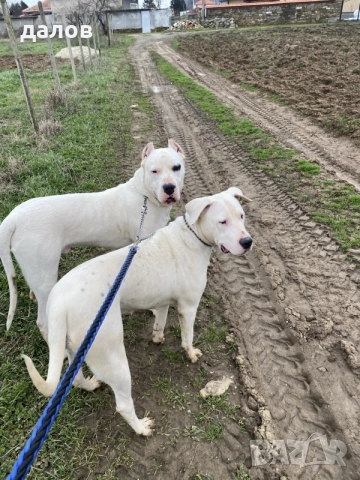 Дого Аржентино / Dogo argentino , снимка 8 - Дого аржентино - 55180416