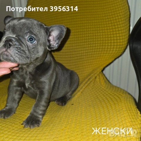 Френски булдог търси дом 🐾 Малки френски булдочета на 40 дни търсят своето  ново  семейство. , снимка 9 - Френски булдог - 54364366
