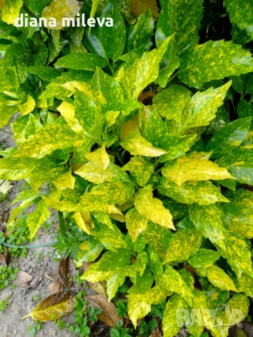 Аукуба Японика (Aucuba jap. Crotonifolia), снимка 3 - Градински цветя и растения - 54571224