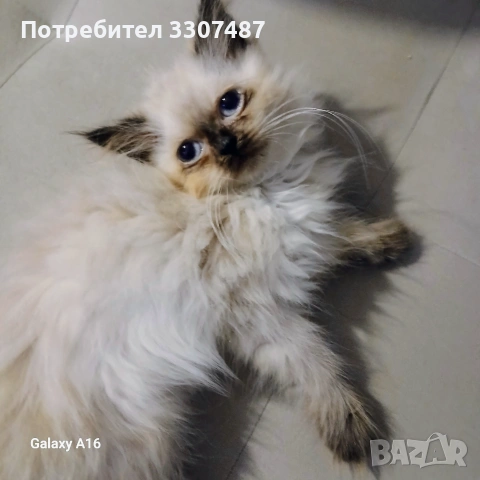 Продавам коте Регдол