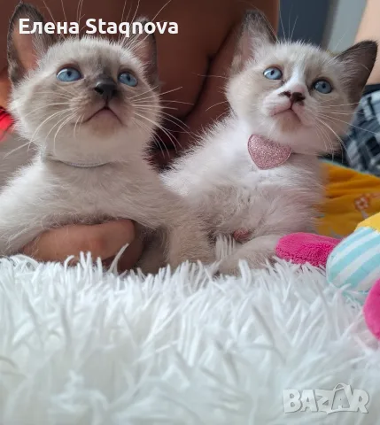 Две момичета и едно момче, снимка 2 - Сиамска - 55531819