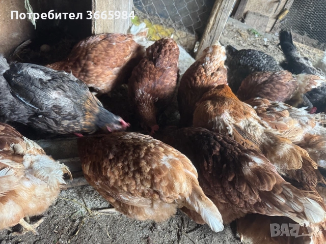 Продавам кокошки 3€ бр., снимка 3 - Кокошки и пуйки - 54555758