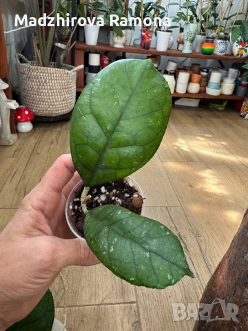 Hoya Хоя Svetlana , снимка 3 - Стайни растения - 54569646