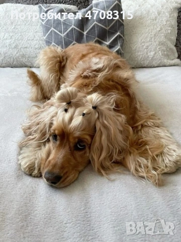 Кокер шпаньол английски момче 2 ваксини, снимка 8 - Кокер шпаньол - 54330722