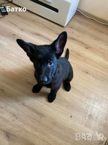 Източно Европейска овчарка, снимка 3 - Немска овчарка - 54163639