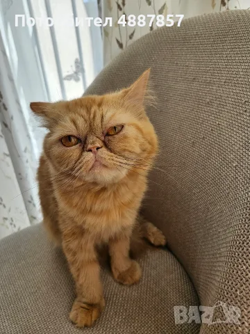 Продавам полуперсийско коте, снимка 4 - Персийска - 55313976