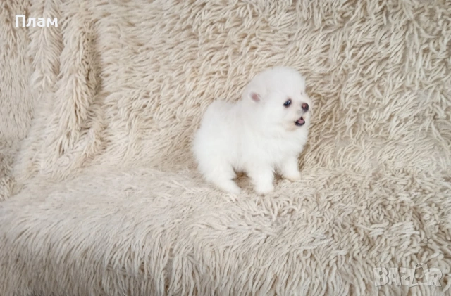 Мъжки и женски Померани. Реални снимки!, снимка 3 - Померан - 54044686