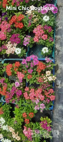 🌸  Вербена (Върбинка) Микс – Готови за засаждане! 🌸 15 бр. за 15€ , снимка 11 - Градински цветя и растения - 54796546