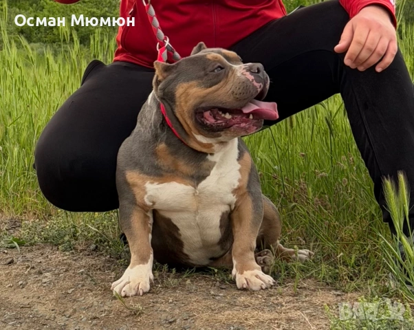 Американско були ПОКЕТ / American bully POCKET, снимка 6 - Други - 55093128