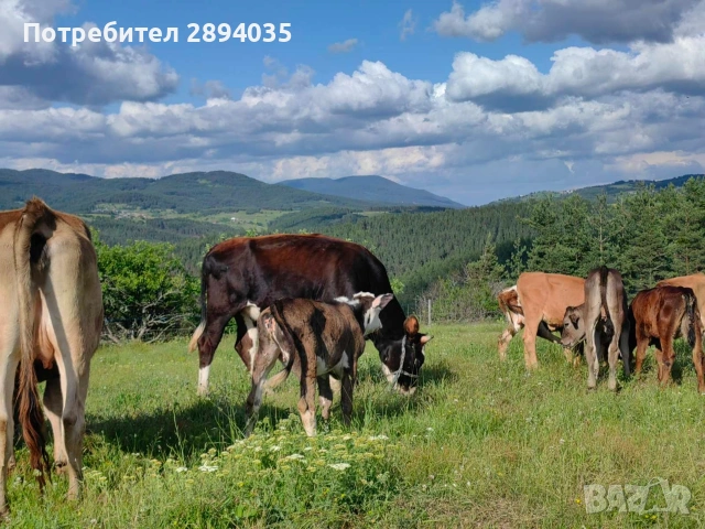 телета и крави , снимка 4 - Крави - 54966447